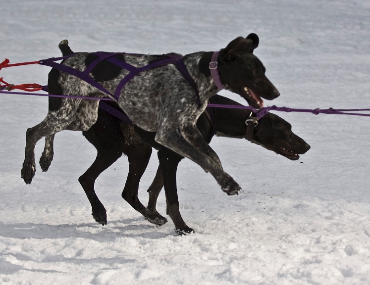 2009-03-14, Competition de traineaux a chiens au Bec-scie (144848).jpg - Dans l'attente du départ